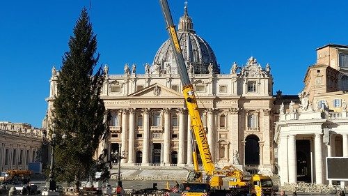 Praça São Pedro se prepara para o Natal com árvore que chegou da Eslovênia